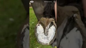 Чистка копыта и удаление старой подковы