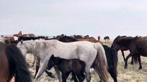 Пополнение у бтр косяке, (Батона жеребята)#айгыр #жеребец #жылкы #коневодство #лошади #кони #