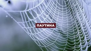 Знамения Корана -  Паутина