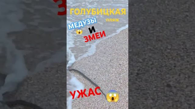 УЖАС!!!ЗМЕИ И МЕДУЗЫ В ГОЛУБИЦКОЙ!!! #голубицкая #отпуск #шок #анапа #кучугуры #змеи #змея
