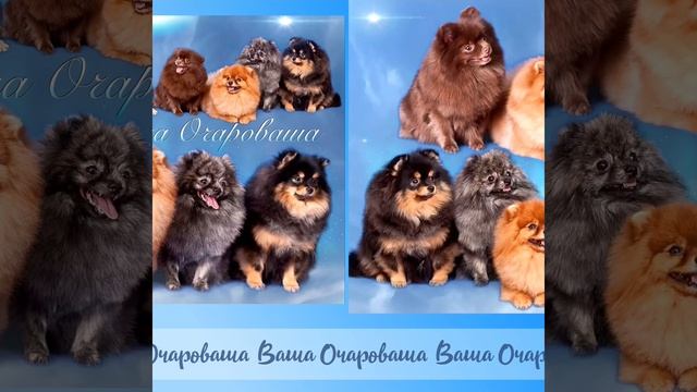 Ваша Очароваша. Жаник Мася Серенада Олиша .