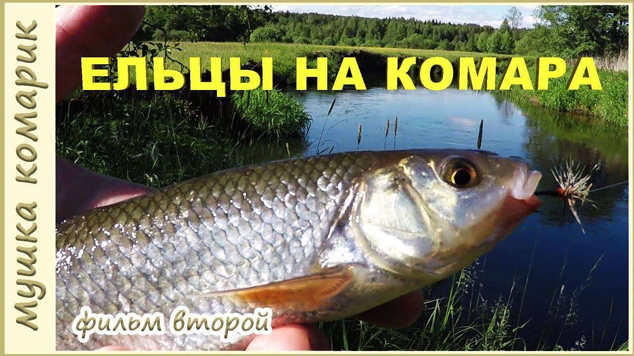 Рыбалка на ельца. Мушка комарик и способ ловли. Два года спустя, или то же место, та же мушка!