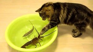 смешные зверушки