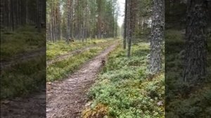как заяц обманул собаку