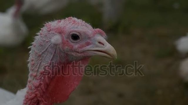 New bird from Ghana bird Sanctuary bharatpur смотреть онлайн