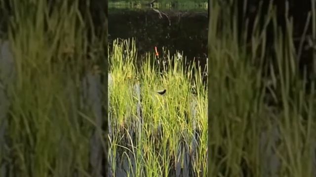 Само папик смотреть онлайн