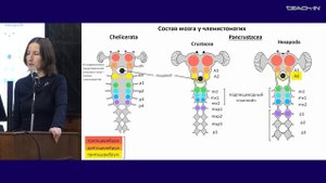 Богомолова Е.В. - Зоология беспозвоночных - 21. Тип Arthropoda (Членистоногие): Pancrustacea