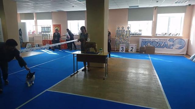 Французский бульдог МАК на выставке смотреть онлайн