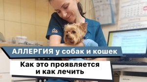 Всё про аллергию у собак и кошек. Пищевая аллергия и лечение