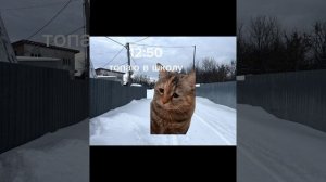 как проходит мой Обычный будний день //КОТЫ МЕМЫ\\