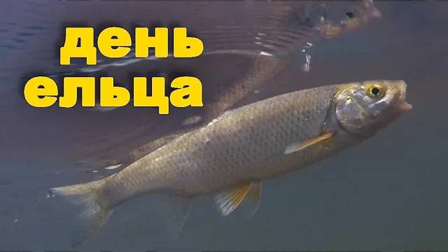ДЕНЬ ЕЛЬЦА или вот такая рыбалка на голавля. Ловля рыбы на жуков. Красивая природа.