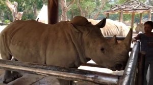 Кормление носорога