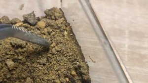 My Hottentotta gentili scorpion