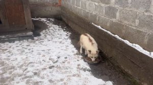 Лис Жора дразнит собак/Завтрак в Пушистом санатории