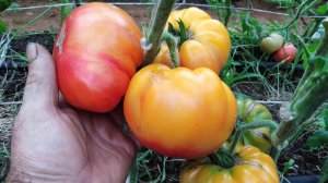 Томат Армянские (Armenian)