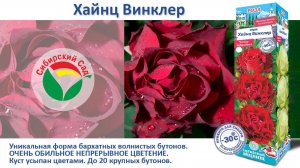 Роза Хайнц Винклер (Чайно-гибридная) от Агрофирмы "Сибирский сад"