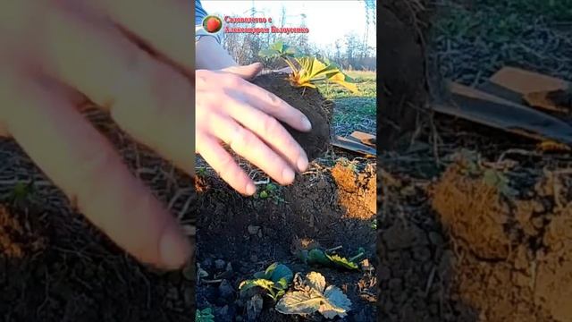 Весенняя посадка клубники смотреть онлайн