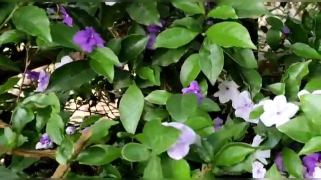 yesterday today tomorrow plant care malalayalam/Brunfelsia latifolia/gardening malalayalam