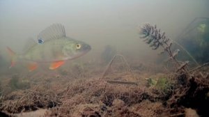 [Western Dvina river under water. autumn/река Западная Двина под водой. осень]