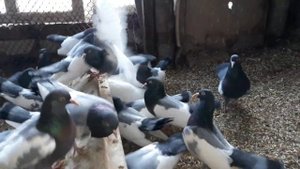 Голуби Дубовские