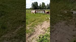 Электропастух агри500