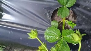 Важный момент при выращивании сортов НСД.