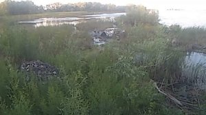 походка крокодила