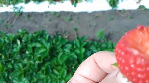 АНИЯ - вкуснейший сорт НСД!