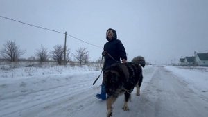 Кавказские овчарки Рута и Гризли на выгуле