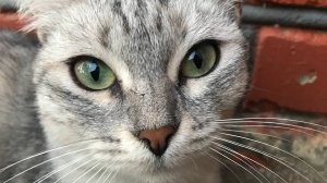 Не заставляйте кошек плакать