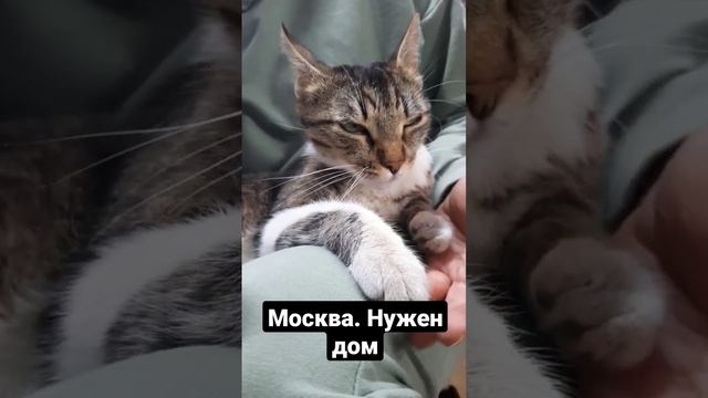 #котвдар #москвасейчас #котизм #нужнапомощь #вдобрыерукимосква #ищутдом
