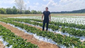 Удобрения для клубники