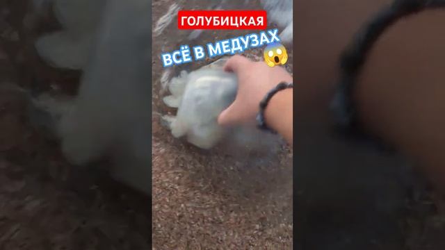 ГОЛУБИЦКАЯ ВСЯ В МЕДУЗАХ СЕЙЧАС...ЭТО ЖЕСТЬ...#голубицкая #азовскоеморе #отпуск2024 #море