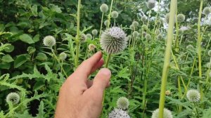 Пчеловодство.Медоносная база. Поздние медоносы. Как зацветает мордовник шароголовый. #Mордовник