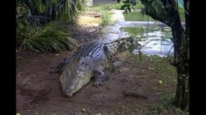 ГРЕБНИСТЫЙ КРОКОДИЛ VS ПУРУСЗАВР: СОВРЕМЕННЫЕ ПРОТИВ ДОИСТОРИЧЕСКИХ | ФИНАЛЬНЫЕ ВЫПУСКИ