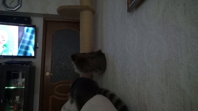 ЕНОТЫ ВЕНЯ И КОКОС:БЕСИЛКИ........ смотреть онлайн