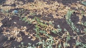 Обзор моего огорода 2021год