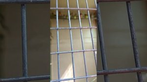 Певчие птицы в вольере после линьки