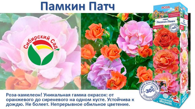 Роза Памкин Патч (Флорибунда) от Агрофирмы "Сибирский сад"