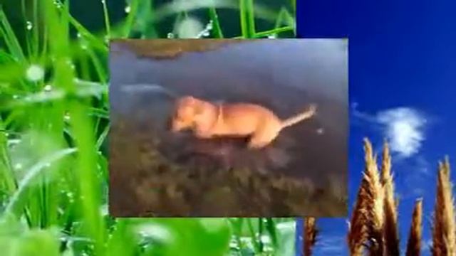 Собака провалилась под лед смотреть онлайн