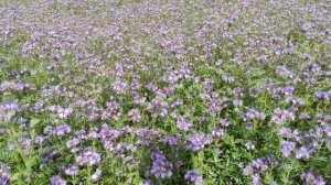 Пчеловодство.Начался хороший взяток. Июньский взяток с фацелии.