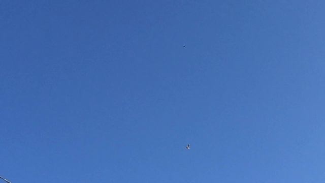 #Pigeons.Стиль полёта армянских бойных голубей.