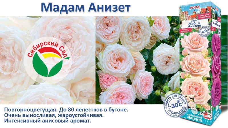 Роза Мадам Анизет (Чайно-гибридная) от Агрофирмы "Сибирский сад"