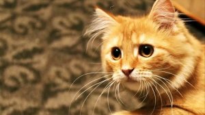 Как кастрировать кота самому в домашних условиях