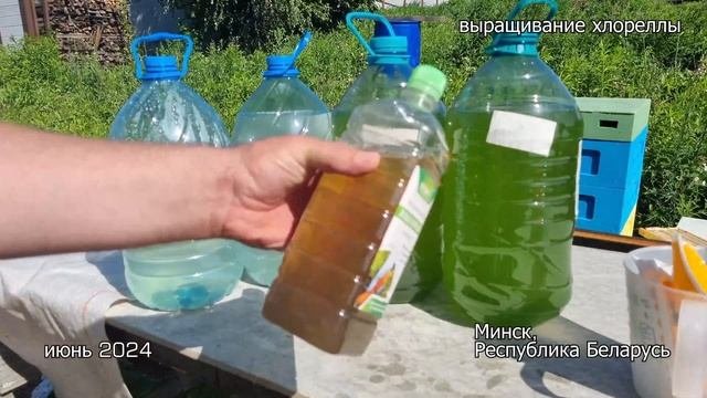 Отличный способ выращивания ХЛОРЕЛЛЫ дома. Любые объёмы. Минимум затрат. Нужна ли стерилизация?