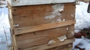 #Пчеловодство. Сбор пчелиного подмора.  Как правильно  просушить пчелиный подмор для лекарств.