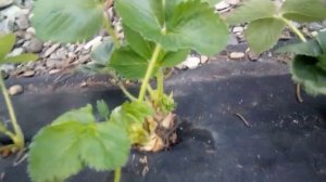 Клубника Клери, Кабрилло, Мурано свой опыт агранома.