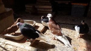 Разведение короткоклювых турманов. Птенцы второй кладки и кормилки