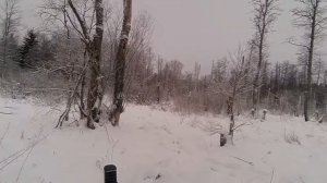 ЗАГОННАЯ ОХОТА НА ЛОСЯ. ВЗЯЛ ЛОСЯ С СБИТЫМ ПРИЦЕЛОМ.