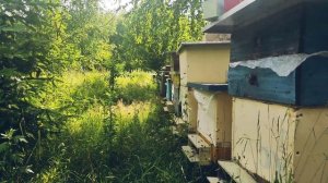 Пчеловодство. Начало главного взятка. #Пчеловодство